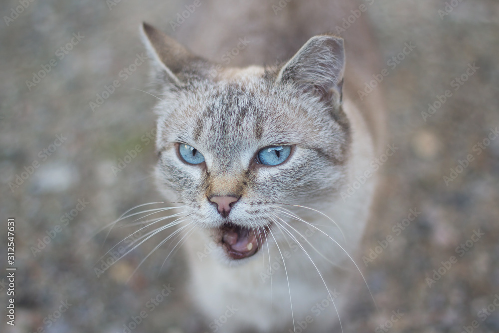 Portrait of a beautiful siamese mix stray cat with blue eyes yawning