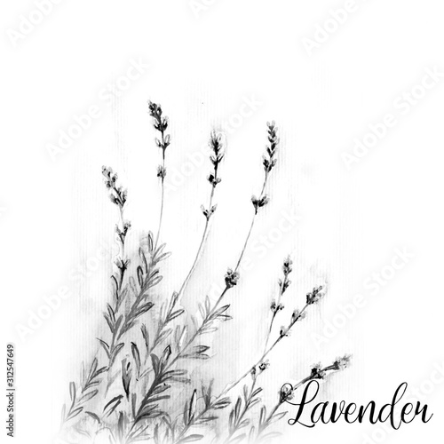 Fototapeta Naklejka Na Ścianę i Meble -  Lavender Flower Watercolor Drawing Illustration