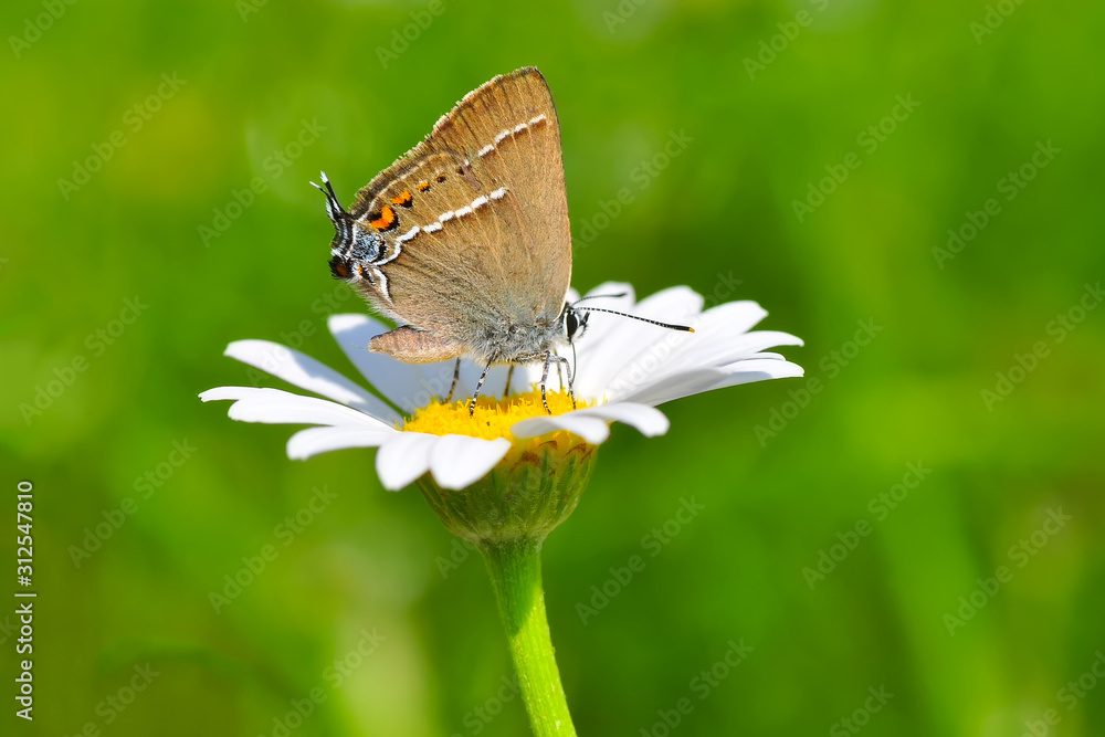 Closeup beautiful butterfly sitting on the flower. Closeup beautiful butterfly sitting on the flower.