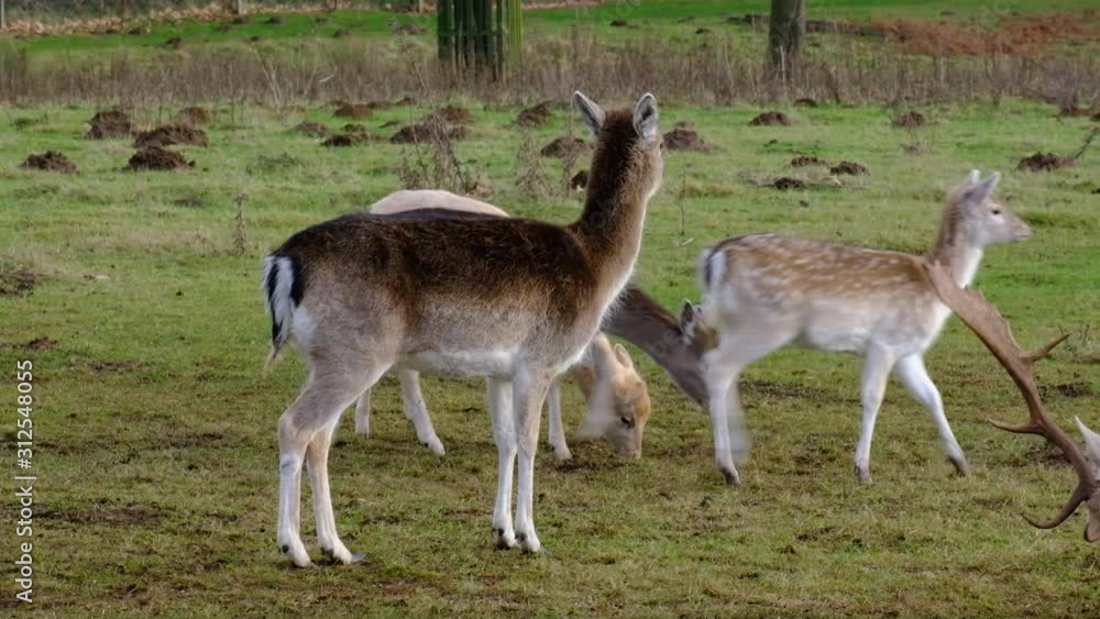Fallow deer feeding on sugar beet in country house parkland.