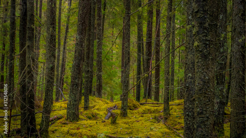 Green forest undergrowth on a rainy day  Quebec  Canada
