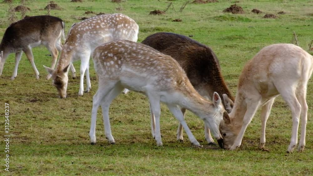 Fallow deer feeding on sugar beet in country house parkland. Fallow deer feeding on sugar beet in country house parkland.