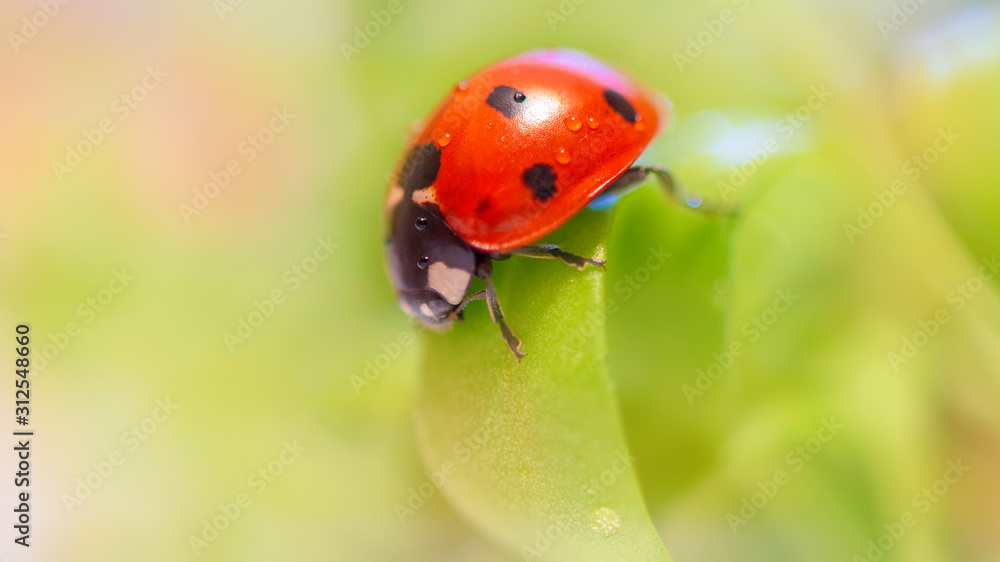 A red ladybug with black spots sits on green leaves behind a dripping wet glass. Macrophotography. Macro. Life of insects. Beatle. A red ladybug with black spots sits on green leaves behind a dripping wet glass. Macrophotography. Macro. Life of insects. Beatle.