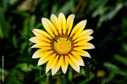 Close up of one yellow gazania flower with blurry background  in soft focus  in a garden in a sunny summer day