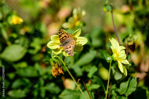 Delicate orange and brown butterfly on a small yellow dahlia flower in full bloom on blurred background, photographed with soft focus in a garden in a sunny summer day