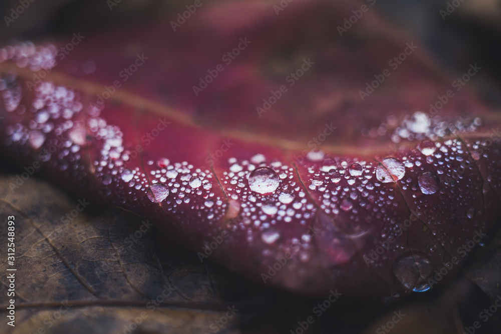 Raindrops on a pink leaf closeup. Autumn forest. Raindrops on a pink leaf closeup. Autumn forest.