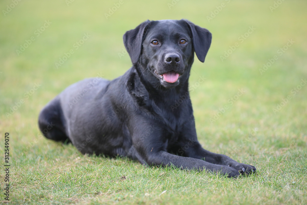 Labrador liegt auf einer Wiese