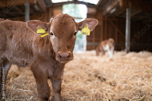 Obraz na plátně Kälbchen im Stroh schaut in die Kamera