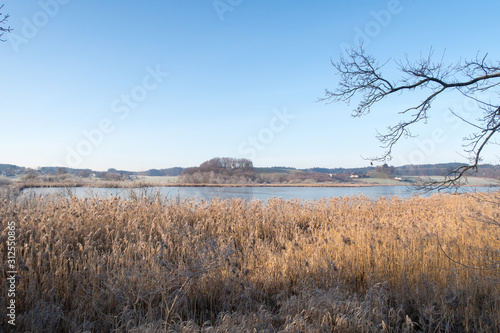 Reed zone and Lake in Nature Protection Area „Egglburger See“ in winter as seen from East near Ebersberg, Bavaria, Germany
