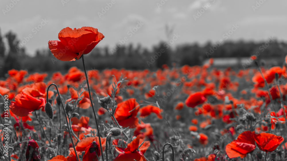 Obraz premium Desaturated Poppy flower filed, papaver rhoeas poppy in daylight M