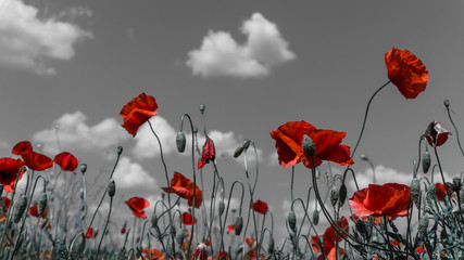 Papier peint photo Coquelicots Coquelicot délavé en lumière du jour  © Monika