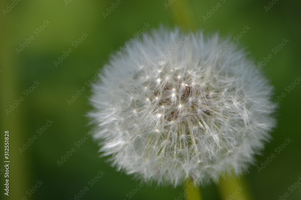 Flower Flower
