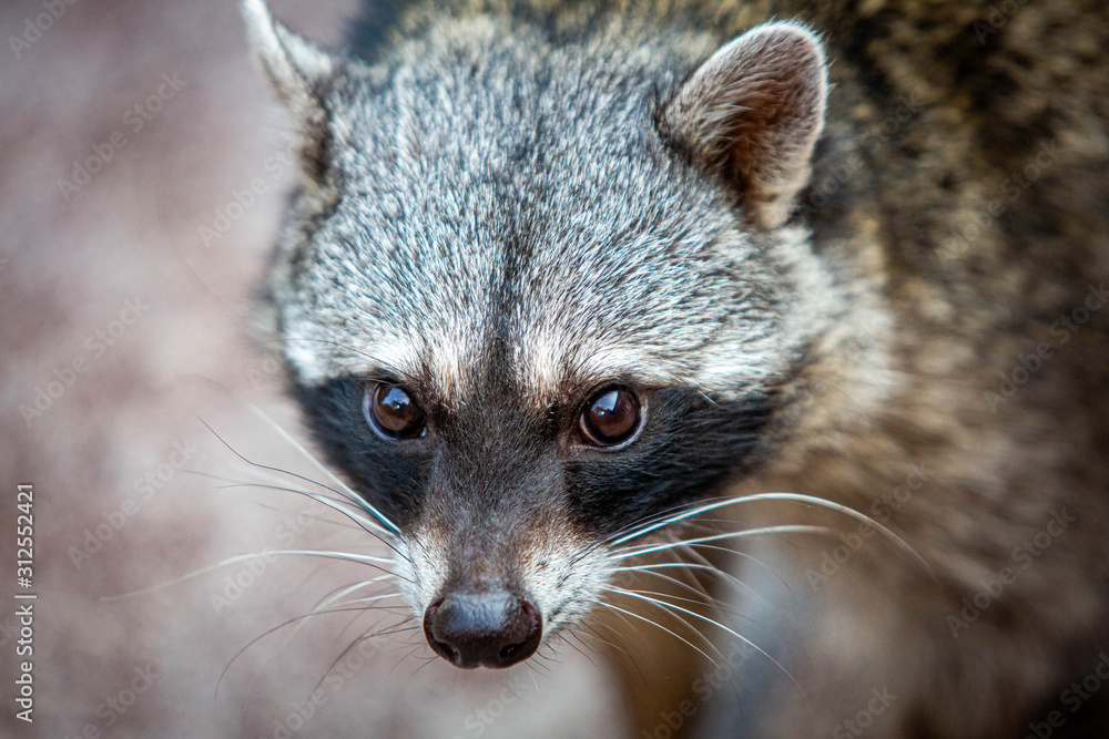 Adorable raccoon portrait close up furry pet
