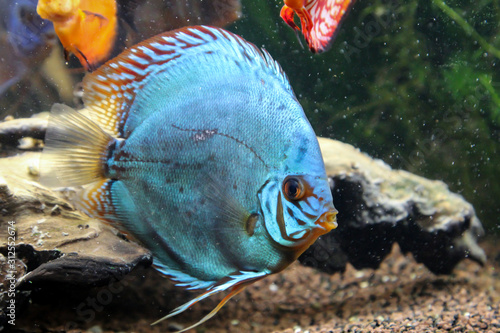 Diskusfische im Aquarium, Diskusfische kommen aus dem Amazonas. photo