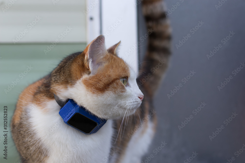 GPS Cat foto de Stock | Adobe Stock