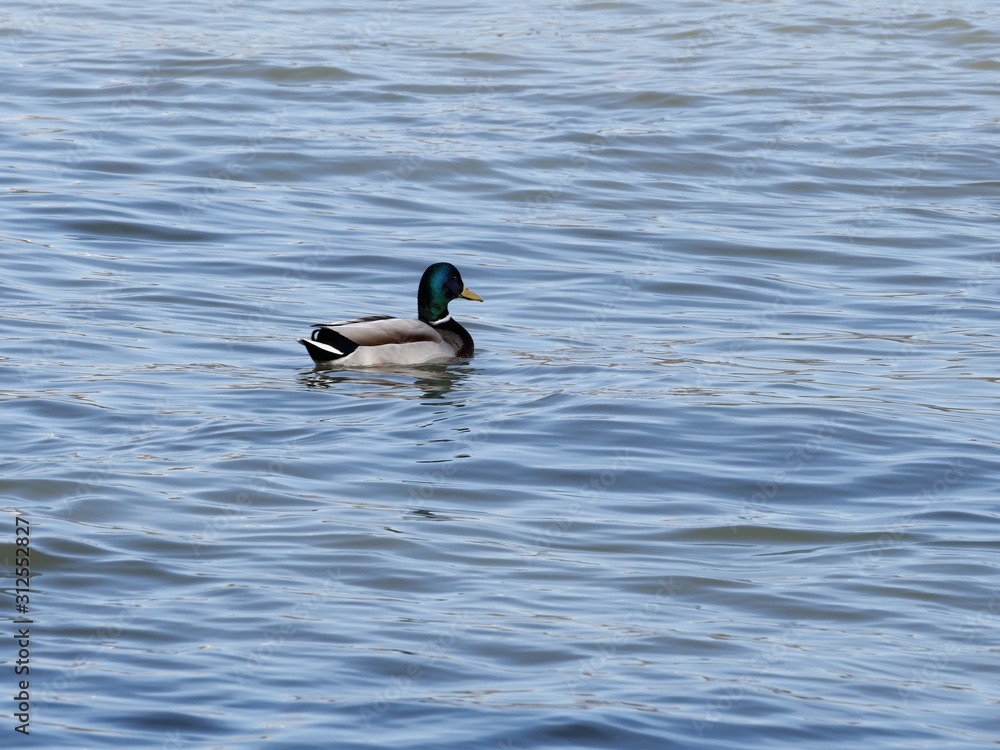 Obraz premium Duck