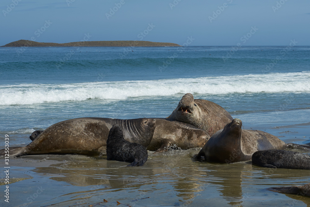 Fototapeta premium Breeding group of Southern Elephant Seal (Mirounga leonina) with recently born pups lying on a beach on Sea Lion Island in the Falkland Islands.