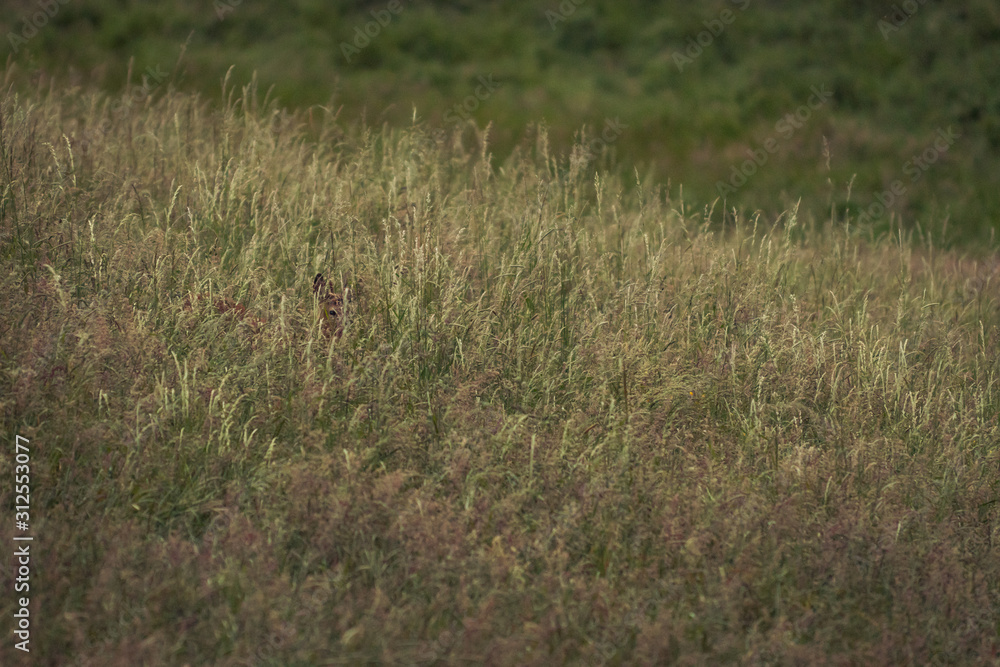 Deer in a grass field carefully walking Deer in a grass field carefully walking