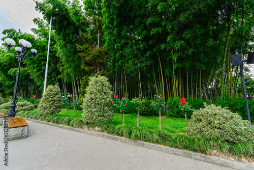 Garden with bamboo forest and beautiful bushes and red roses