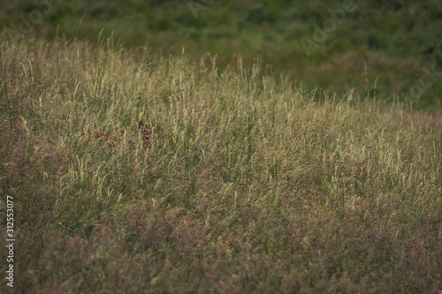 Deer in a grass field carefully walking