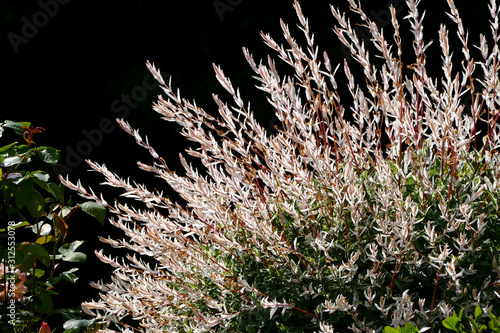 Shrub full of plants and flowers