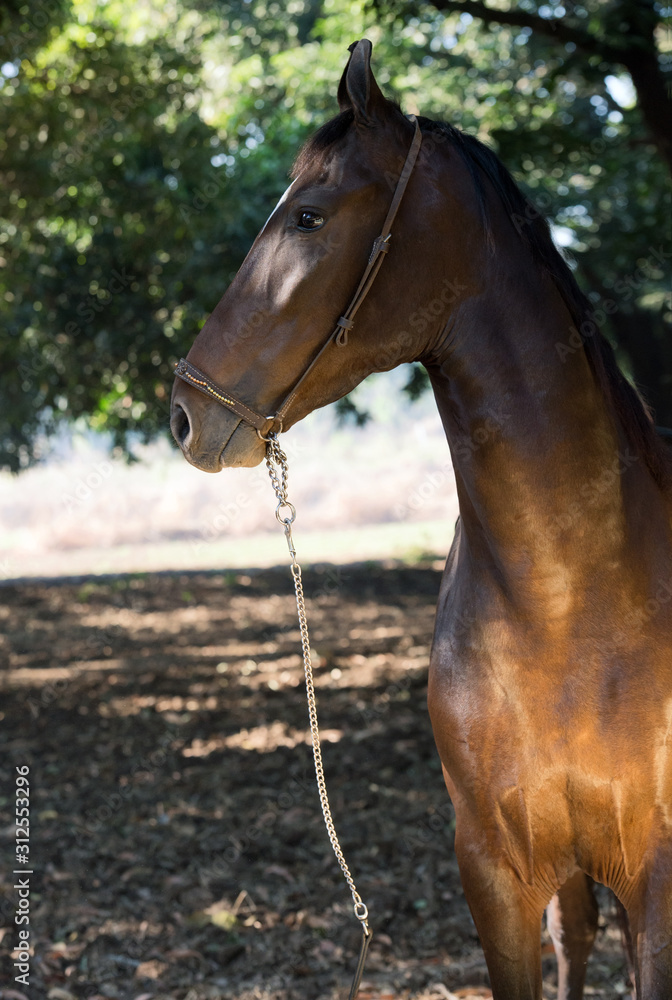 Fototapeta premium portrait of bay Marwari mare posing in garden. sunny day. Gujarat, India