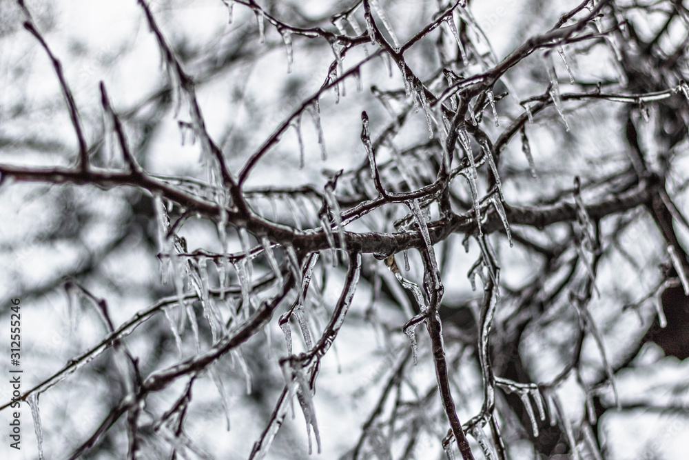 Icy tree branches after freezing rain Icy tree branches after freezing rain
