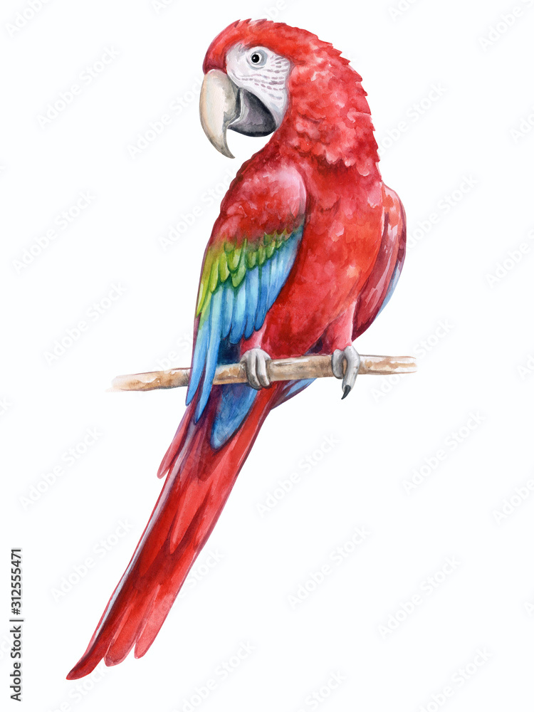 Red-and-green winged macaw. Parrot Birds sitting on a branch isolated on white background. Illustration. Watercolor. Template. Close-up. Clip art.