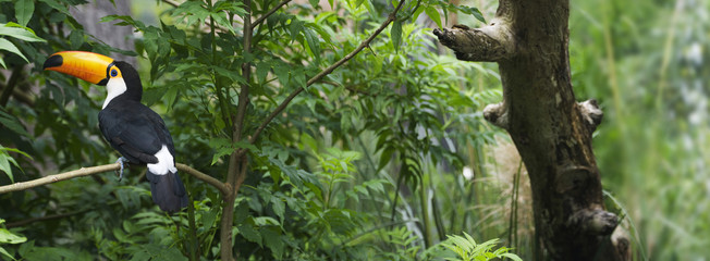 Keuken achterwand Toekan Toekan in Braziliaans bosgebied  © Stabel