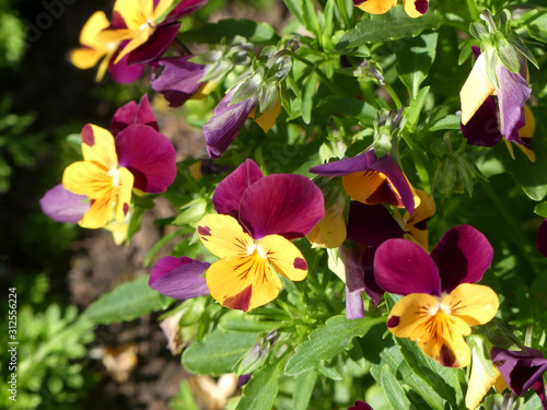 Colorful flowers in spring