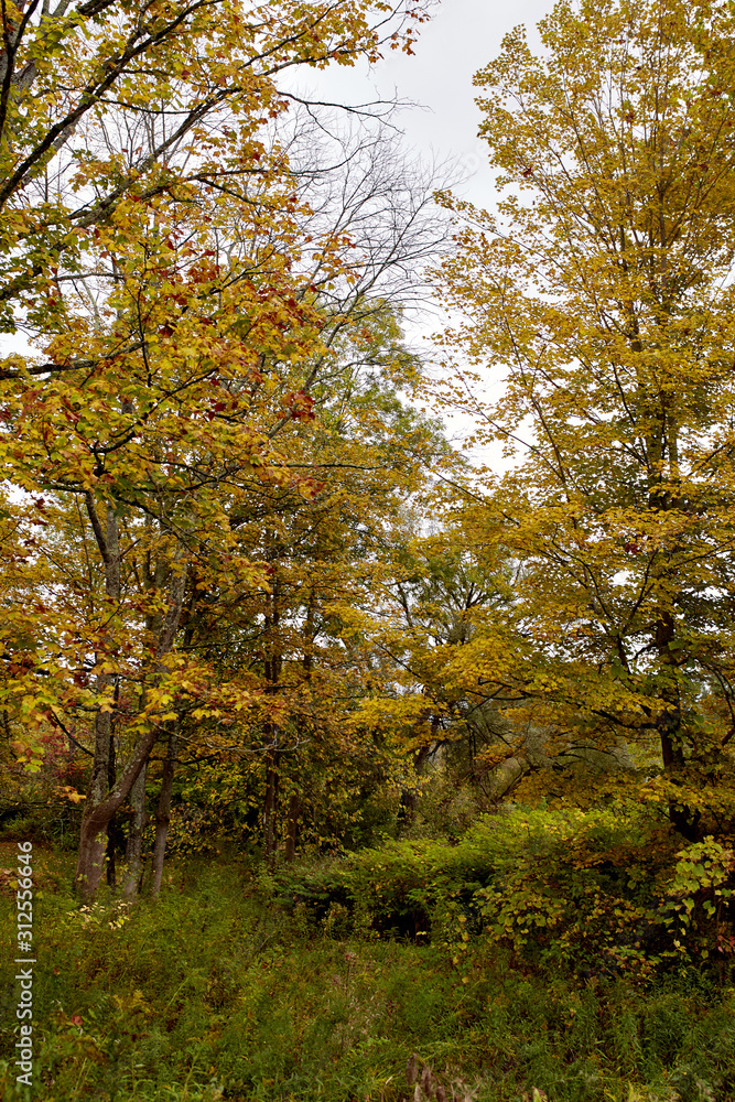 Fototapeta premium Fall foliage in a park near Burt Henry Covered Bridge on a cold in the New England town of Bennington, Vermont