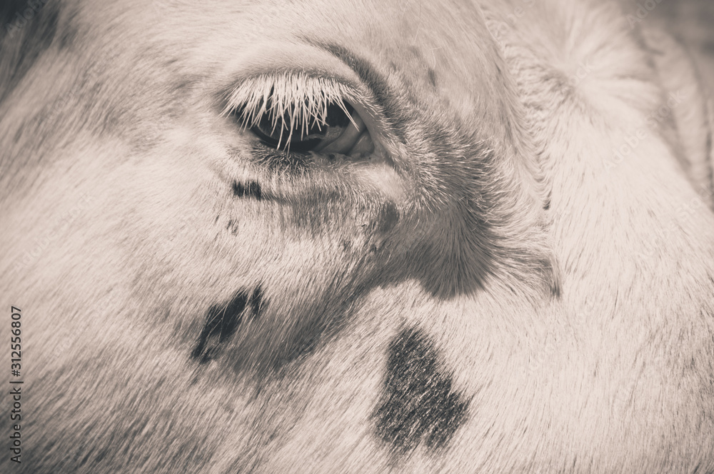 Fototapeta A close-up in a cow's eye
