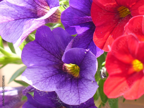 purple and red flowers in the garden