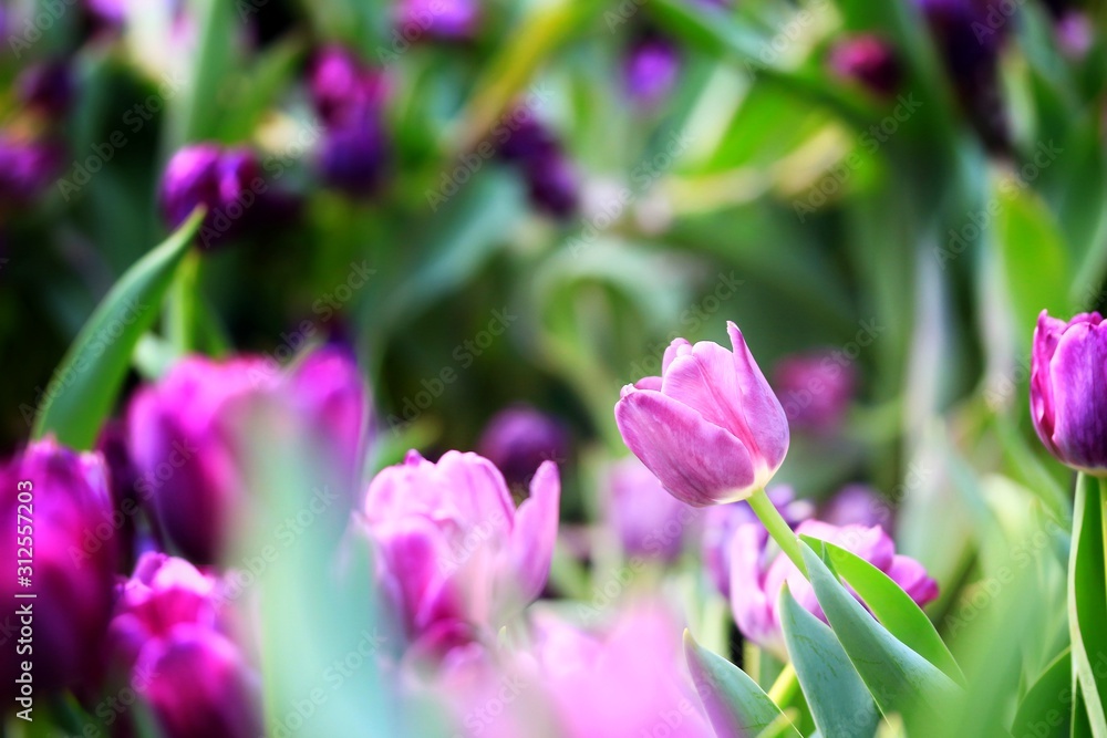 pink flowers in the garden pink flowers in the garden