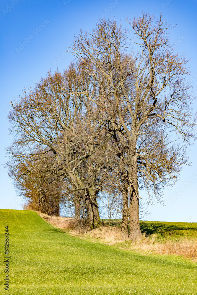 Landscape in spring with trees Landscape in spring with trees