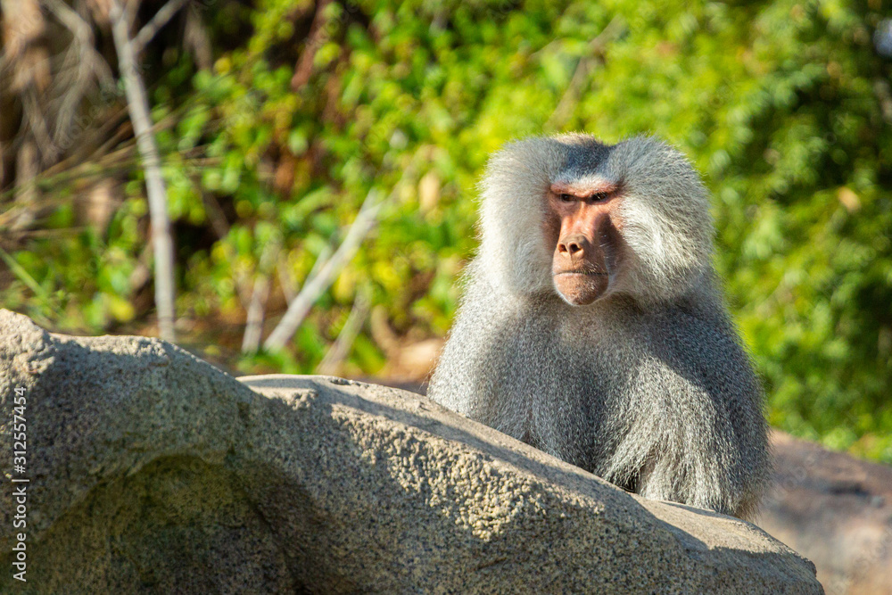 Hamadryas Baboon Hamadryas Baboon
