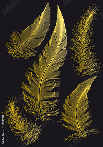 Gold feathers, vector drawings