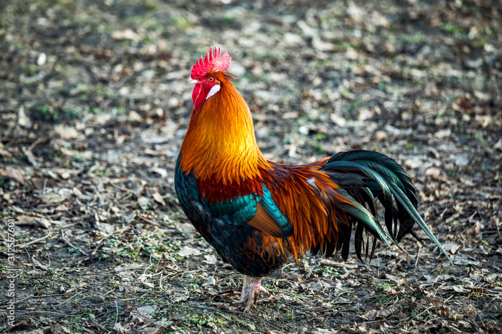 Rooster in natural environment Rooster in natural environment