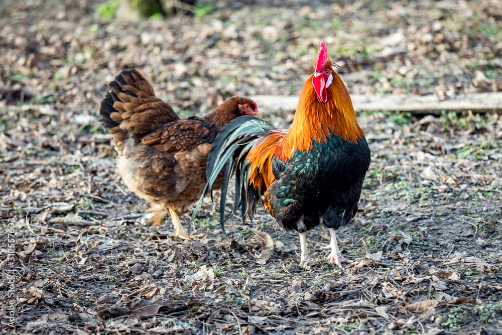 Rooster with hen in natural environment