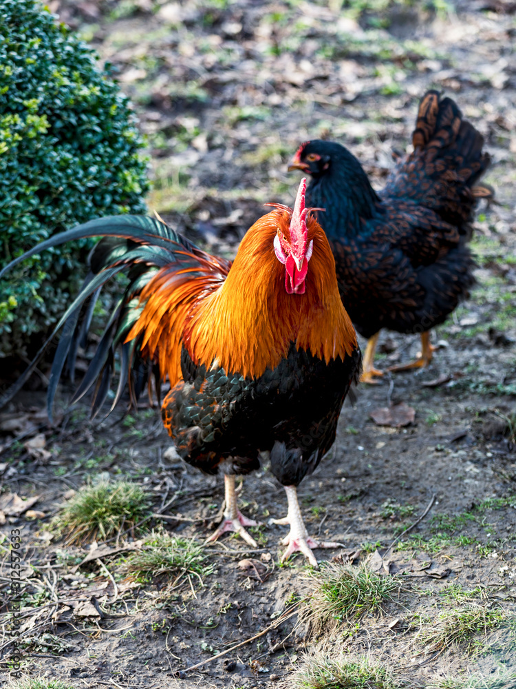 Fototapeta premium Rooster with hen in natural environment