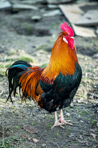 Rooster in natural environment