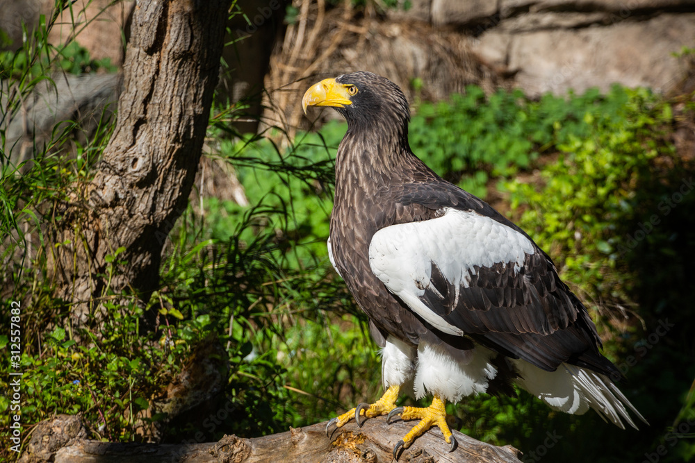 Eagle Eagle