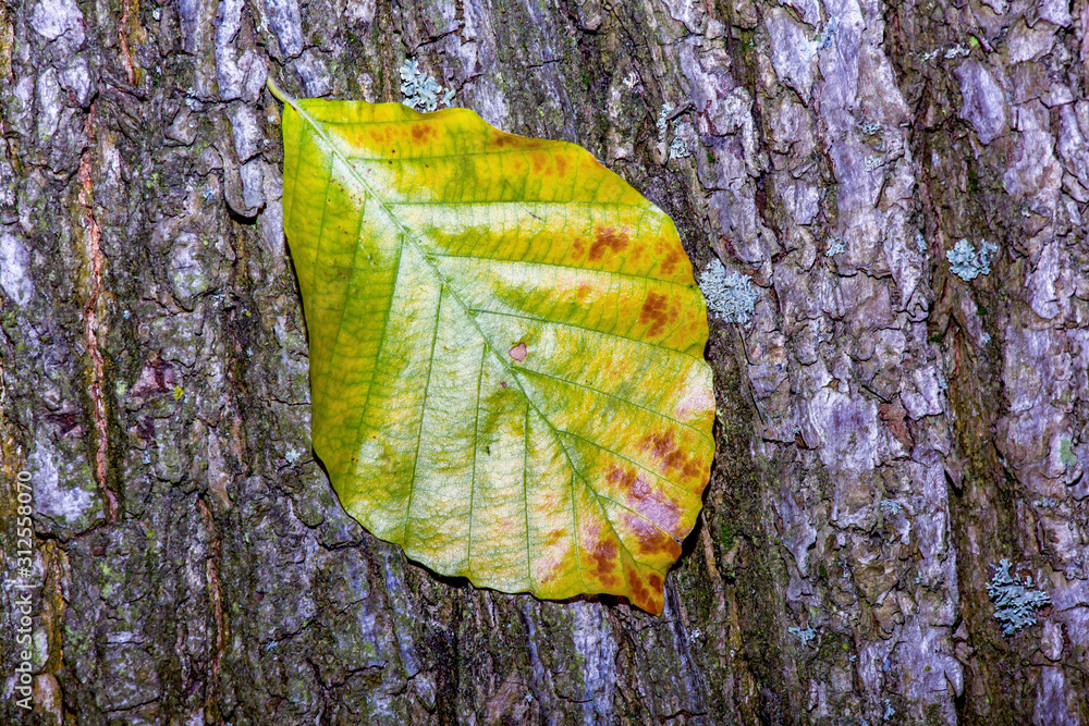 Leaf flies through the air in autumn