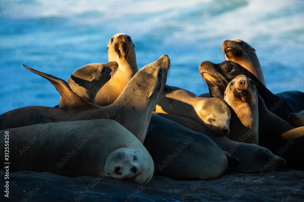 Fototapeta premium Sea Lions
