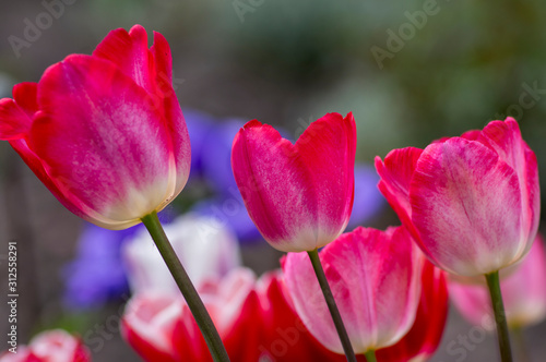Fresh flowering tulips in springtime garden  beautiful early tulipa gesneriana flowers in bloom  various colors  flowers bunch