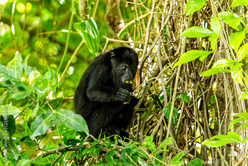 Obraz premium Black howler monkey in the jumgle forest