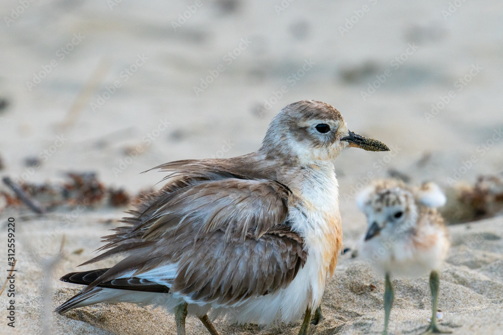 Dotterel on beach Dotterel on beach