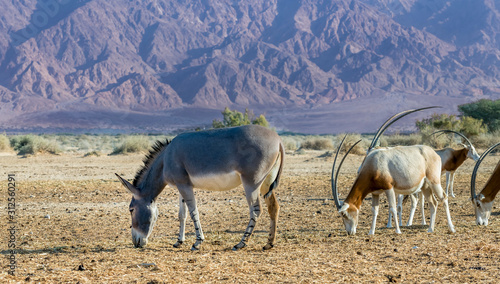 Herd of antelope scimitar horn Oryx (Oryx leucoryx) and Somali wild donkey (Equus africanus) in nature reserve park of the Middle East