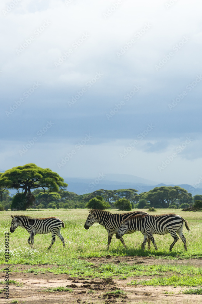 Fototapeta premium Plains or common zebra (equus quagga) on open grassland, Amboseli National Park