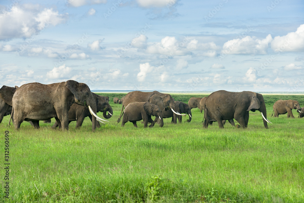 Large herd of African bush elephant (loxodonta africana) walking in open grassland, Amboseli National Park, Kenya
